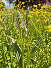 Dactylorhiza praetermissa junialis