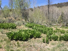 Veratrum californicum