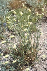 Silene lemmonii