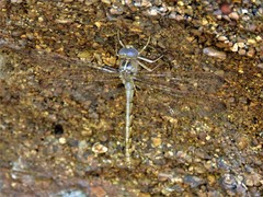 Neurocordulia xanthosoma