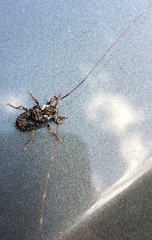 Macronemus asperulus