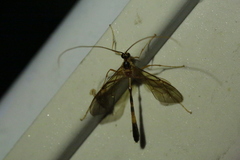 Stauropoctonus bombycivorus