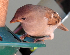 Passer diffusus stygiceps