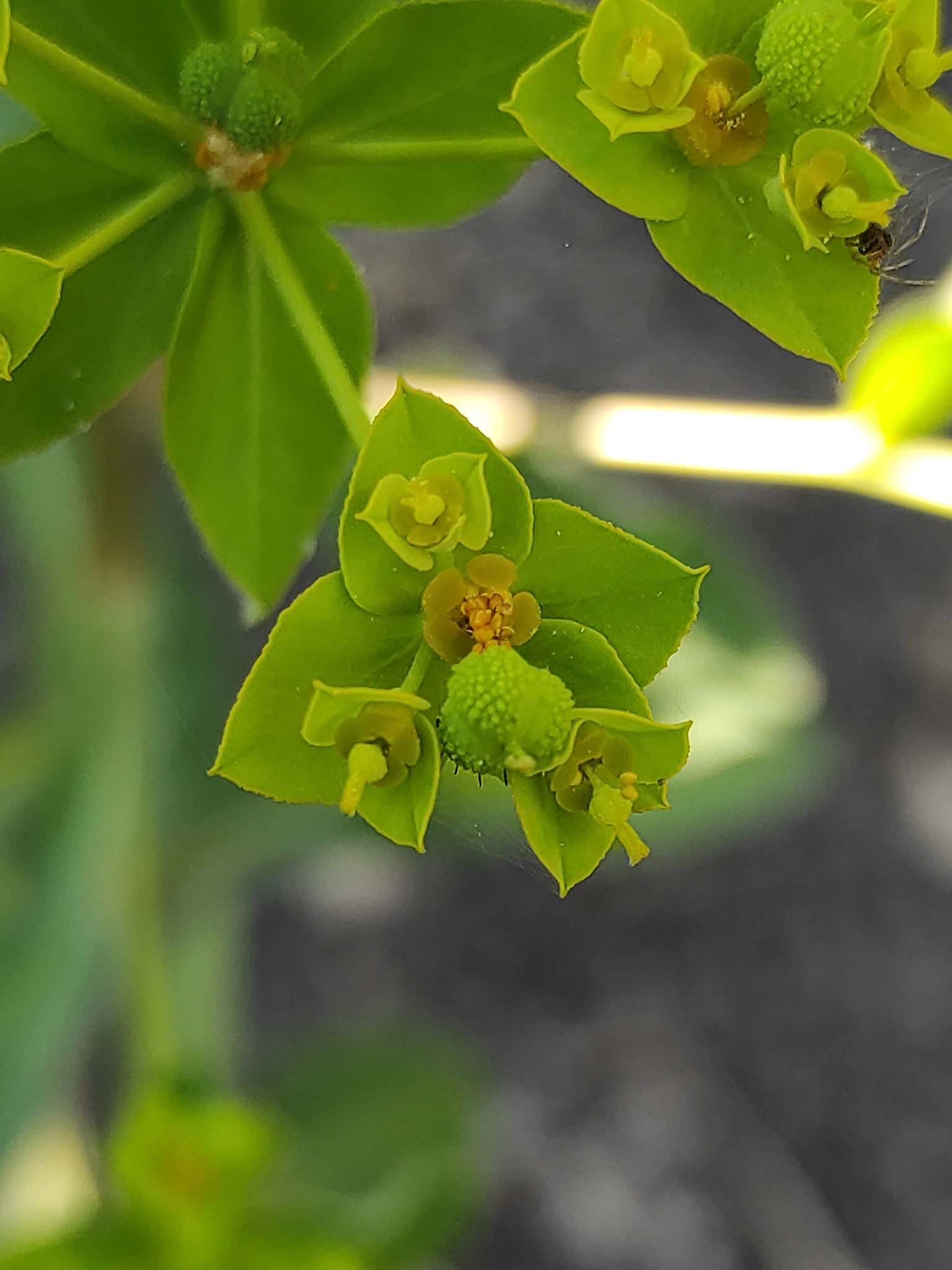 Euphorbia gaditana