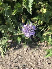 Phacelia tanacetifolia