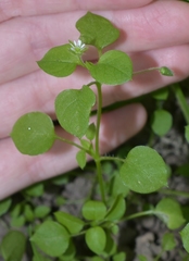 Stellaria media