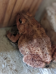Anaxyrus fowleri