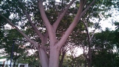 Enterolobium cyclocarpum