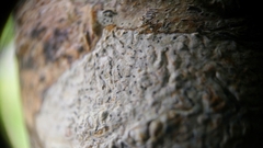 Fissurina alboscripta