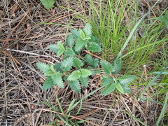 Scutellaria caucasica
