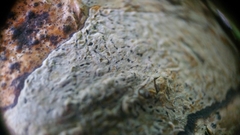 Fissurina alboscripta