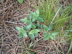 Scutellaria caucasica