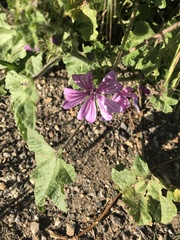 Malva sylvestris