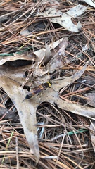 Eriotremex formosanus