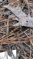 Eriotremex formosanus
