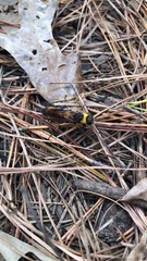 Eriotremex formosanus