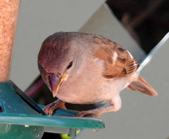 Passer diffusus stygiceps