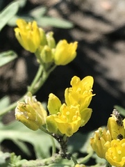 Rorippa sinuata