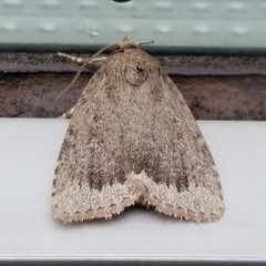 Amphipyra glabella