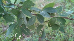 Pithecellobium dulce