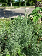 Artemisia austriaca