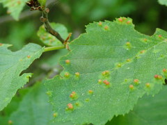 Eriophyes alniincanae