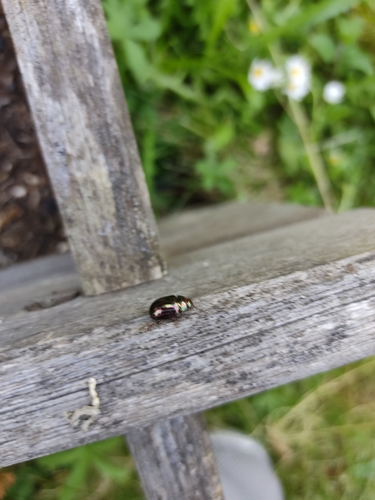 Chrysolina americana