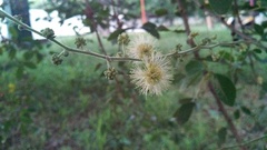 Pithecellobium dulce