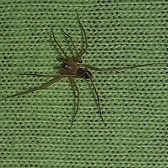 Cithaeron praedonius