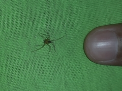 Cithaeron praedonius