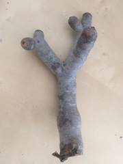 Cistanthe guadalupensis