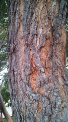 Pithecellobium dulce