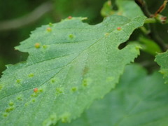 Eriophyes alniincanae