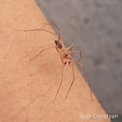 Cithaeron praedonius