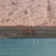 Cithaeron praedonius