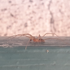 Cithaeron praedonius