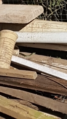 Philothamnus natalensis