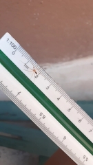 Cithaeron praedonius