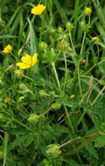 Potentilla thuringiaca