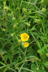 Potentilla thuringiaca