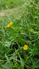 Potentilla thuringiaca