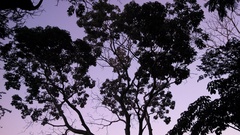 Roseodendron donnell-smithii