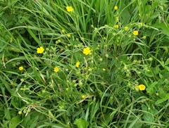 Potentilla thuringiaca