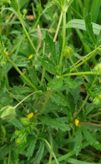 Potentilla thuringiaca