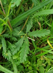 Potentilla thuringiaca