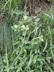 Scutellaria caucasica