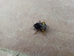 Bombus terrestris sassaricus