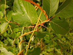 Cuscuta monogyna