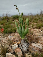 Cyrtanthus obliquus