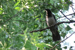 Corvus cornix